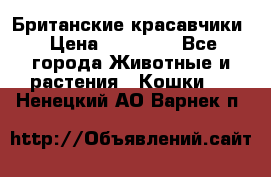 Британские красавчики › Цена ­ 35 000 - Все города Животные и растения » Кошки   . Ненецкий АО,Варнек п.